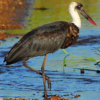 Ciconia episcopus (Woolly-necked stork) 