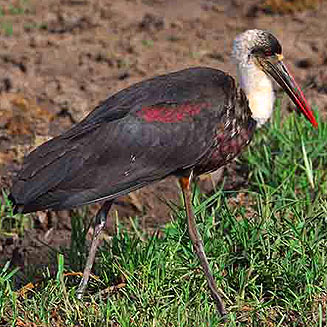 Ciconia episcopus (Woolly-necked stork) 