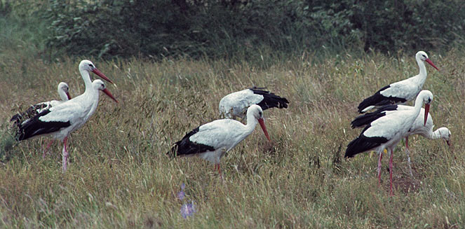 Ciconia ciconia (White stork)