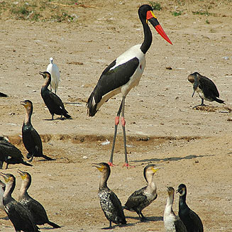 Ephippiorhynchus senegalensis (Saddle-billed stork)