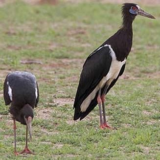 Ciconia abdimii (Abdim's stork)&nbsp;