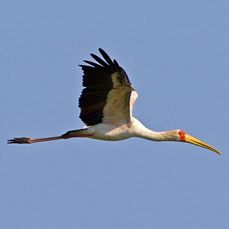 Mycteria ibis (Yellow-billed stork)
