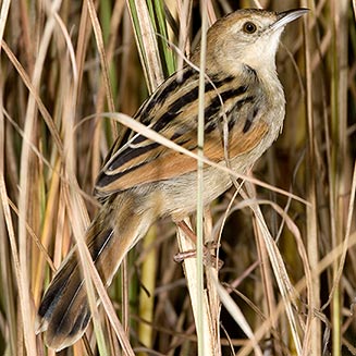 Cisticola luapula (Luapula cisticola) 