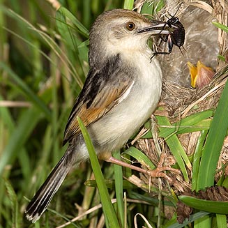 Cisticola galactotes (Rufous-winged cisticola, Black-backed cisticola)
