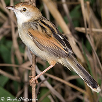Cisticola galactotes (Rufous-winged cisticola, Black-backed cisticola)