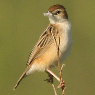Cisticola juncidis (Zitting cisticola, Fan-tailed cisticola)