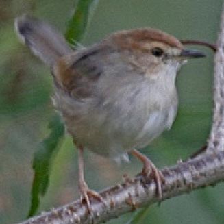 Cisticola cantans (Singing cisticola) 