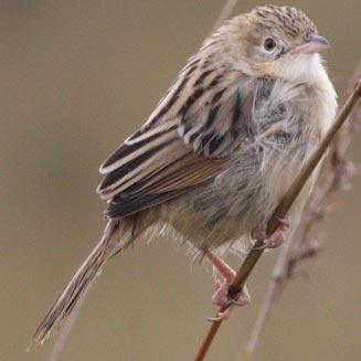 Cisticola natalensis (Croaking cisticola) 