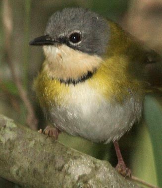 Apalis ruddi (Rudd's apalis)