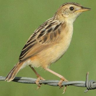 Cisticola ayresii (Wing-snapping cisticola, Ayres' cisticola) 