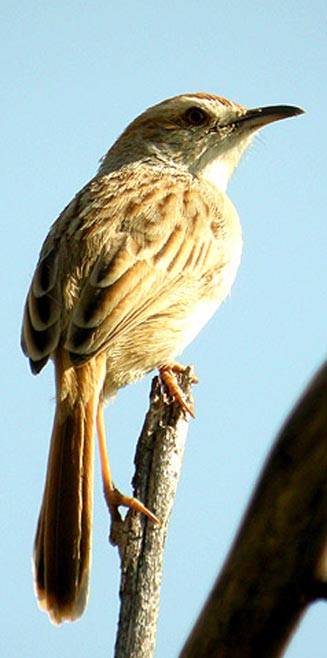 Cisticola rufilatus (Tinkling cisticola) 