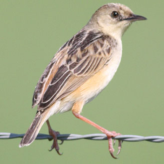 Cisticola cinnamomeus (Pale-crowned cisticola) 