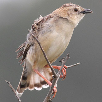 Cisticola natalensis (Croaking cisticola) 