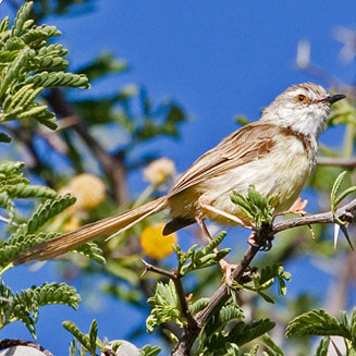 Prinia flavicans (Black-chested prinia)