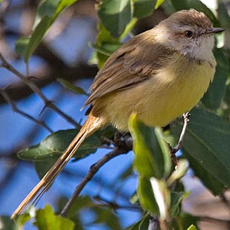 Prinia flavicans (Black-chested prinia)