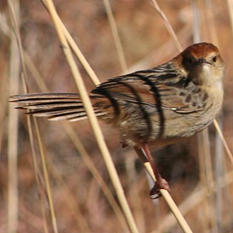 Cisticola lais (Wailing cisticola)