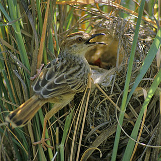 Cisticola rufilatus (Tinkling cisticola)