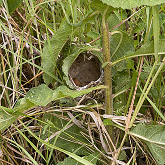 Cisticola erythrops (Red-faced cisticola) 