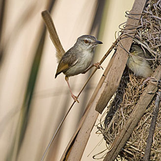 Prinia subflava (Tawny-flanked prinia)