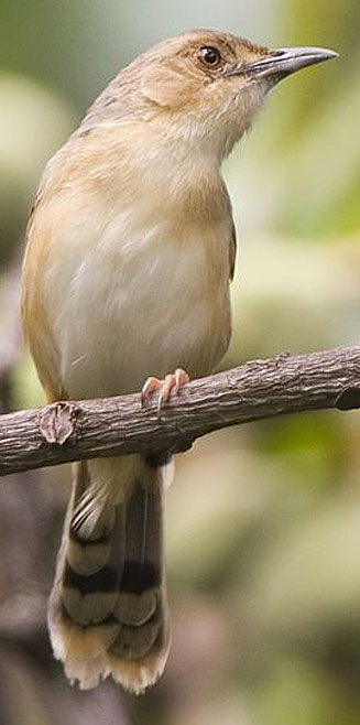 isticola erythrops (Red-faced cisticola) 