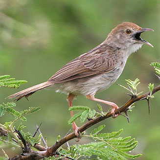 Cisticola chiniana (Rattling cisticola)