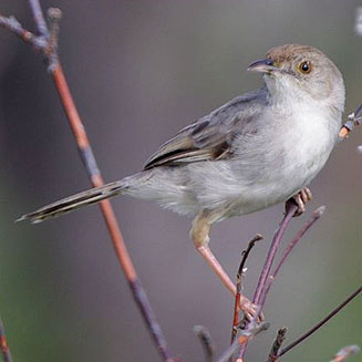Cisticola chiniana (Rattling cisticola)