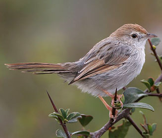 Cisticola subruficapilla (Grey-backed cisticola) 