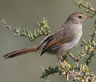 Cisticola subruficapilla (Grey-backed cisticola) 