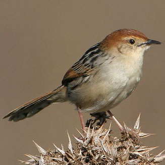 Cisticola tinniens (Levaillant's cisticola) 