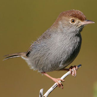 Cisticola fulvicapilla (Neddicky) 