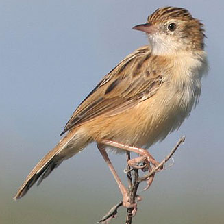 Cisticola juncidis (Zitting cisticola, Fan-tailed cisticola)