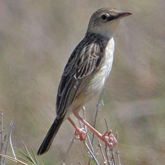 Cisticola aridulus (Desert cisticola) 