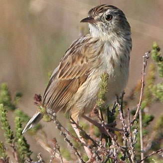 Cisticola textrix (Cloud cisticola) 