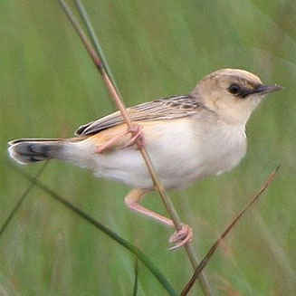 Cisticola cinnamomeus (Pale-crowned cisticola) 