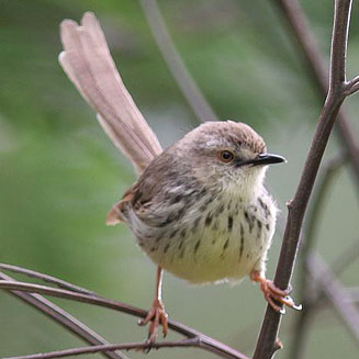 Prinia hypoxantha (Drakensberg prinia) 