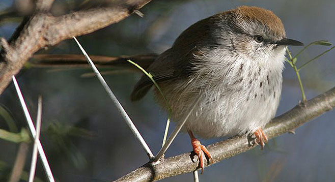 Phragmacia substriata (Namaqua warbler)