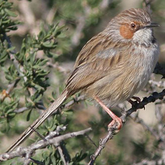 Malcorus pectoralis (Rufous-eared warbler)