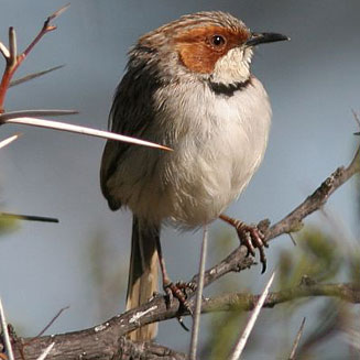 Malcorus pectoralis (Rufous-eared warbler)