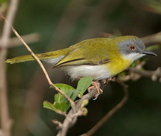 Apalis flavida (Yellow-breasted apalis)