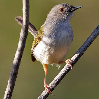 Camaroptera brevicaudata (Grey-backed camaroptera) 
