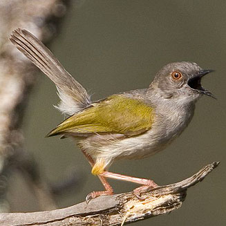 Camaroptera brevicaudata (Grey-backed camaroptera) 
