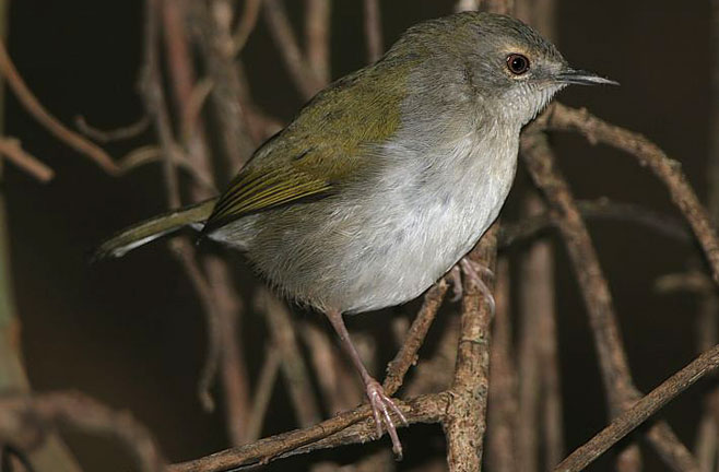 Camaroptera brachyura (Green-backed camaroptera, Bleating warbler) 