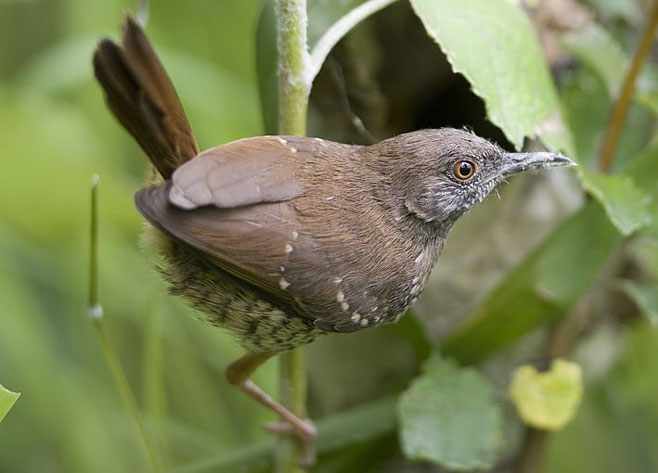 Calamonastes fasciolatus (Barred wren-warbler, Barred warbler) 