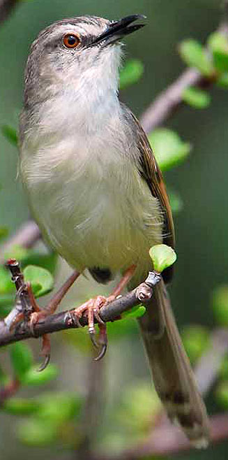 Prinia subflava (Tawny-flanked prinia) 