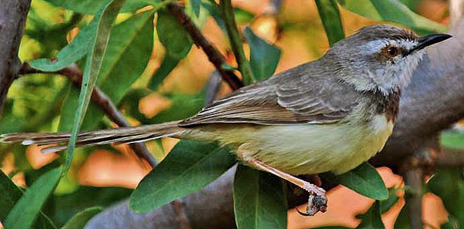 Prinia flavicans (Black-chested prinia)
