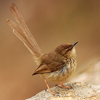 Prinia hypoxantha (Drakensberg prinia) 