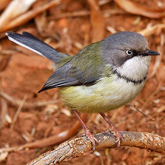 Apalis thoracica (Bar-throated apalis)