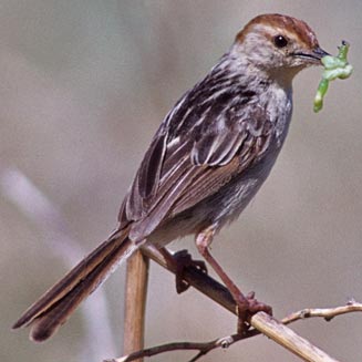 Cisticola tinniens (Levaillant's cisticola) 