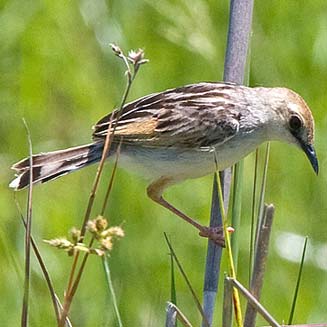 Cisticola pipiens (Chirping cisticola)