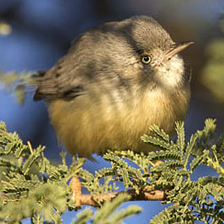 Eremomela usticollis (Burnt-necked eremomela)